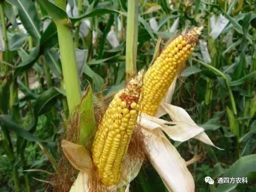 ���׶d���c�՗U��ԭ����