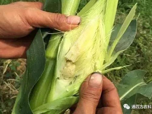 ���׶d���c�՗U��ԭ����