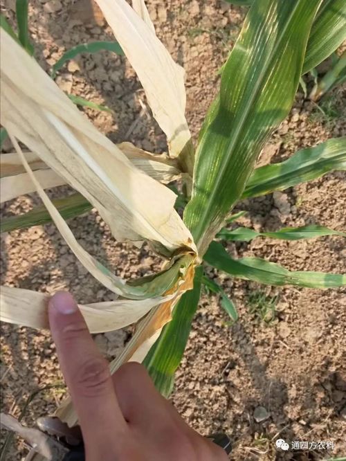 ���쵽����������ģʽ���_������������ɶΣ��������A(y��)����