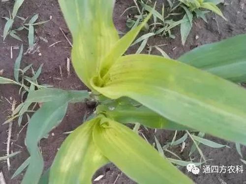 ���הQ����ô�k����ץ�o��Q��(hu��)Ӱ푮a(ch��n)��!!!